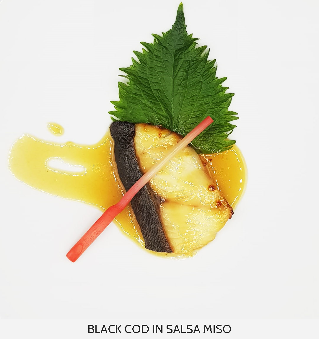 HOMU_BLACK_COD_MISO